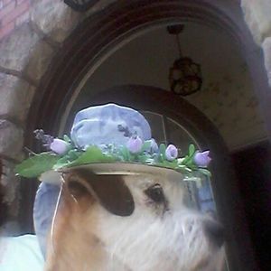 Meet your Posher, Sheila